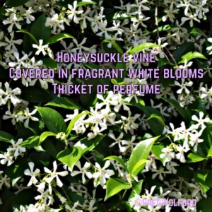 photo credit:http://www.nolahomes.net/wp-content/uploads/2011/04/Honeysuckle-in-New-Orleans-Blooming-a-lot..jpg 